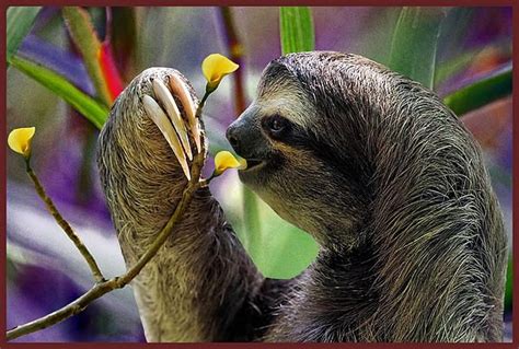 45 Best Amazon Rainforest Animals Images On Pinterest Amazon
