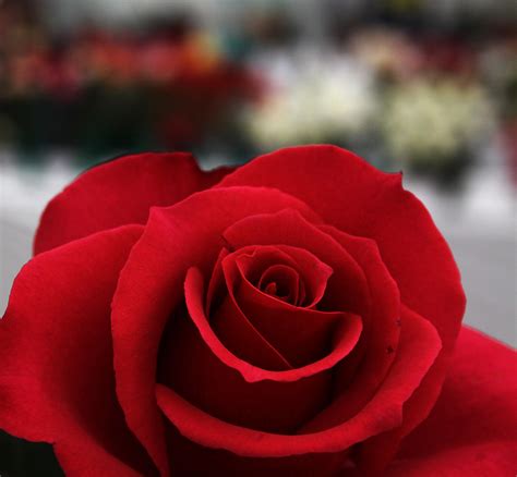 Rosa Bild Red Rose Flower Bokeh Images