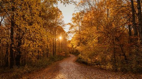 1366x768 Autumn Road 4k 1366x768 Resolution Hd 4k Wallpapers Images