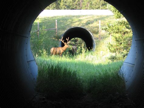 Safe Passages Or How Did The Grizzly Bear Cross The Road Huffpost