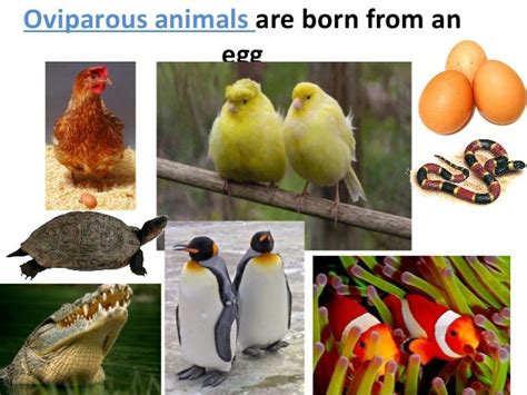 Oviparous And Viviparous Animals