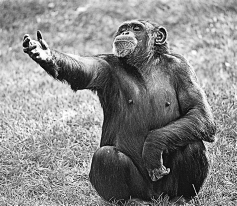 Why Non Human Primates Dont Speak Like Humans Biology Online Archive