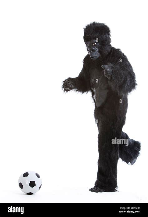 Gorilla Costume Cut Out Stock Images And Pictures Alamy
