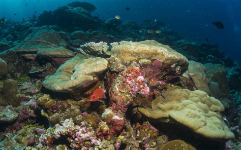 Coral In Christmas Island Australian Marine Parks Science Atlas