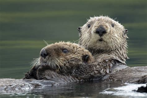 Otters Holding Hands A Fascinating Display Of Affection American Oceans
