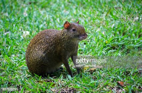 Agouti Rodent In Mexico High Res Stock Photo Getty Images