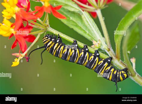 A Larva Of The Monarch Butterfly Stock Photo Alamy