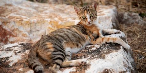 Sokoke Cat Breed Size Appearance And Personality