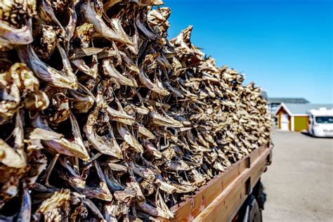 Drying Stockfish In Lofoten Islands Stock Image Image Of Culture