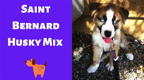 Interesting And Shocking Facts About The Saint Bernard Husky Mix