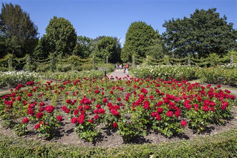 Londons Best Rose Gardens Londonist