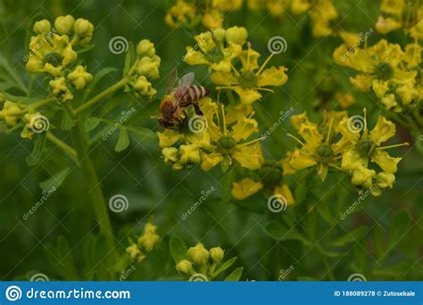 Common Rue With Flowers Ruta Graveolens In Garden Selected Focus