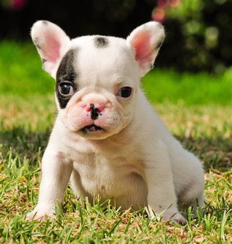 77 Teacup Cute French Bulldog Puppies Image Bleumoonproductions