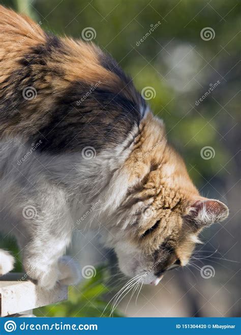 Calico Cat Almost Jumping Down A Window With Green Bokeh Stock Photo