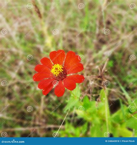 Red Wildflowers In The Garden Stock Photo Image Of Blossom Grassland