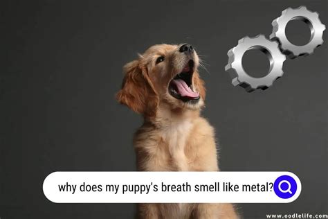 Why Does My Puppys Breath Smell Like Metal 7 Causes Oodle Life