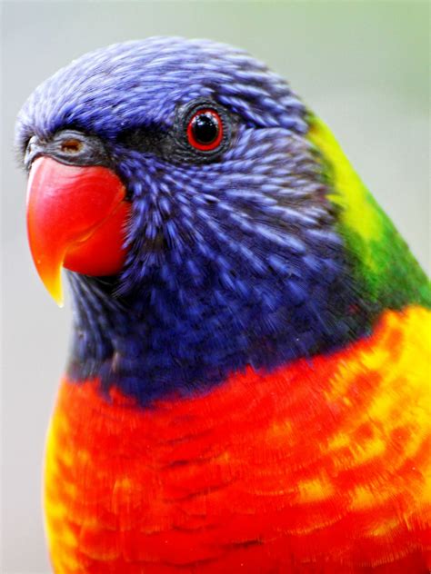 About Beautiful Australian Birds
