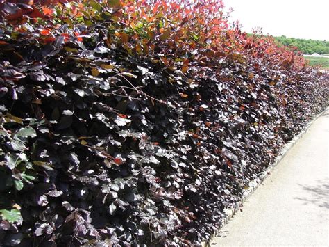 3 Copper Purple Beech Hedging 40 60cm Beautiful Strong 2yr Old Plants 1