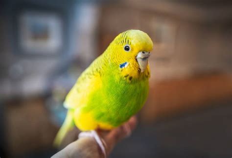 How Old Do Parakeets Get Min And Max Lifespan
