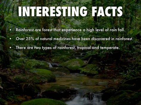 When Will The Amazon Rainforest Be Gone: Rainforest Information