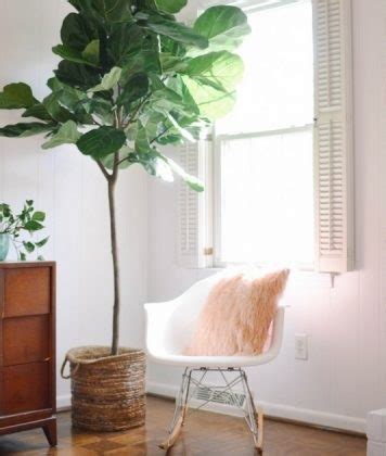 Pokok cili ini tidak ada banyak bezanya seperti cili merah atau cili kulai. Cara Penjagaan Pokok Fiddle Fig Supaya Tumbuh Subur - Hias.my