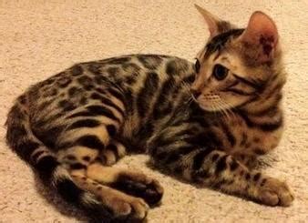 Bengal kittens sale in pa. bengal kittens for Sale in Tulsa, Oklahoma Classified ...
