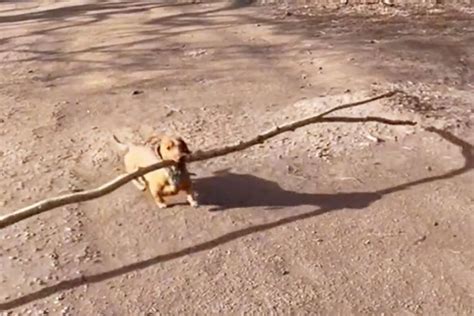 I Cant Stop Watching This Teensy Dachshund Carry Around Extremely