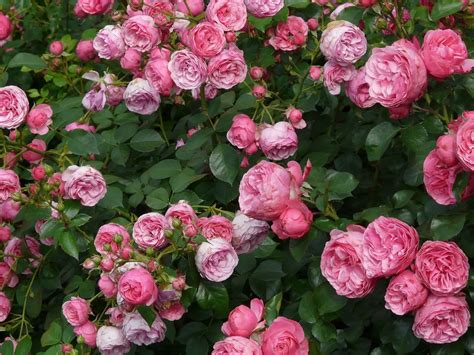 Reasons Why Rose Shrubs Make The Perfect Gift Pansy Maiden