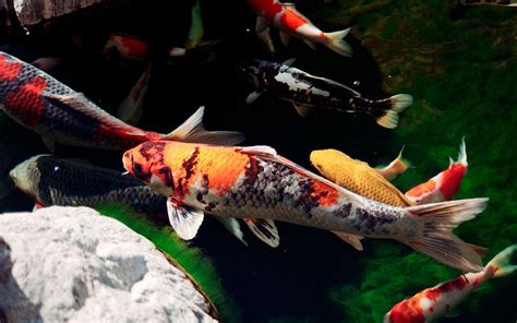 Koi Full Hd Wallpaper And Background Image 1920x1200 Id436450