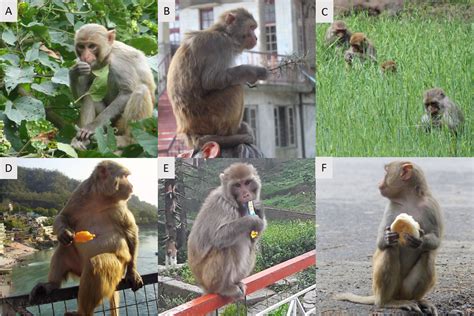 The Natural History Of Model Organisms The Rhesus Macaque As A Success