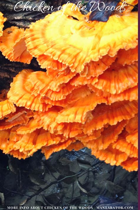 Laetiporus Sulphureus Is Known As The Sulfur Shelf Crab Mushroom