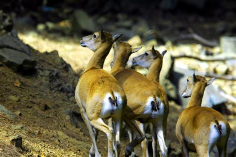 Cyprus Mouflon Ovis Gmelini Ophion Cypriot Mouflon Ovis Flickr