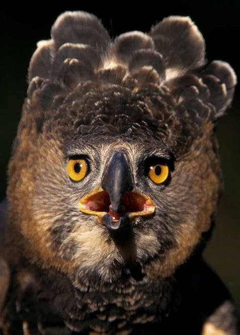 21 Crowned Eagle Facts Guide To Africas Strongest Eagle Storyteller