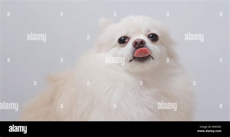 White Pomeranian Dog Licking After Eating Snack Stock Photo Alamy