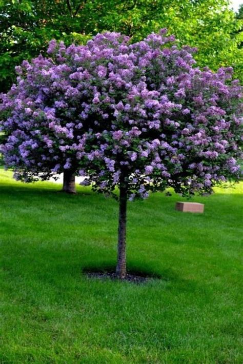 Having a smaller plot doesn't mean you can't have a fabulous garden. Beautiful Dwarf Lilac Trees For Your Garden | Lilac tree ...
