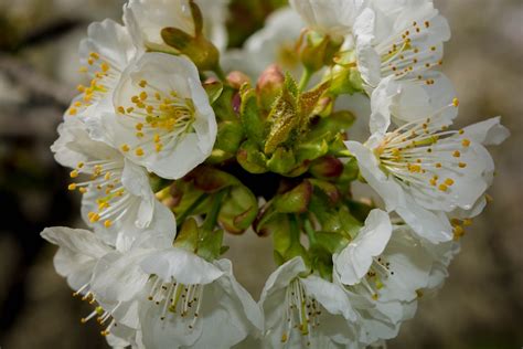 1360x768 Wallpaper White Cherry Blossoms Peakpx