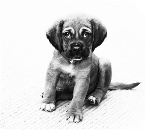 Free Images Black And White Puppy Cute Portrait Nose Eyes Mono