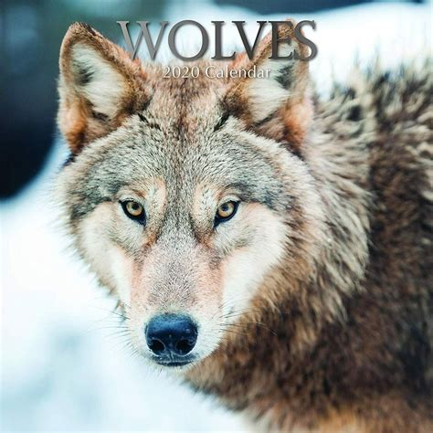 2020 Wall Calendar Wolves 12 X 12 Inch Monthly View 16 Month