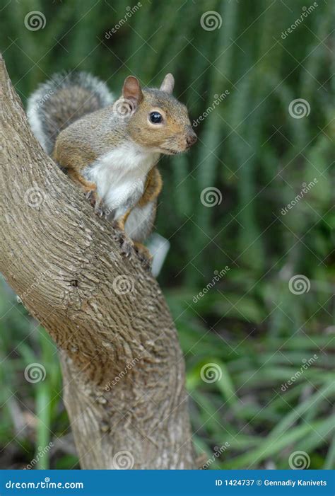 Wild Squirrel Eating Hazelnuts Stock Photo 50853936