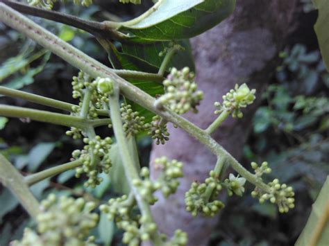 Melicope Lunu Ankenda Eflora Of India
