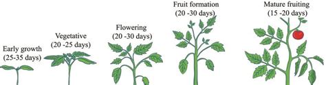 Demonstration Of Tomato S Five Growth Stages With Approximate Days