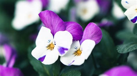 Download Wallpaper 1920x1080 Violets Flowers Purple