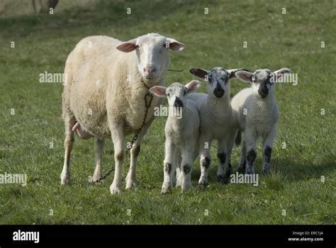 Sheep With Lambs Stock Photo Alamy
