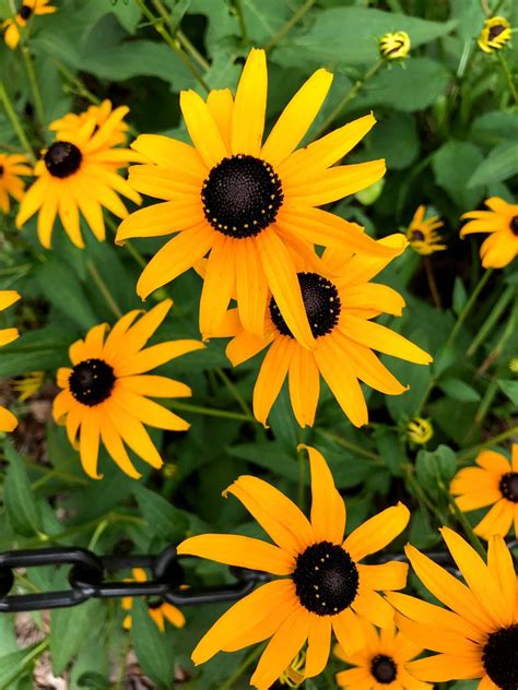 How To Grow Black Eyed Susan Growing And Caring For Rudbeckia With