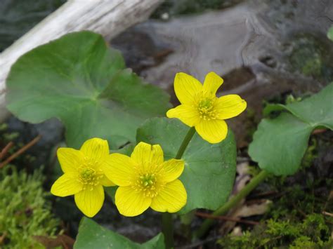 Things With Wings Marsh Marigolds