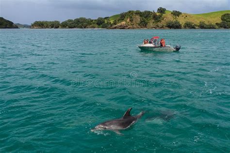 Dolphin Watching In The Bay Of Islands New Zealand Editorial Photo