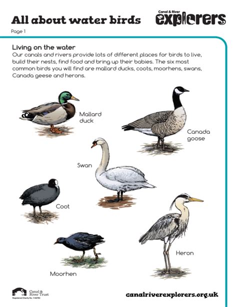 All About Water Birds