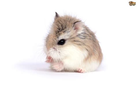 Information On Dwarf Hamsters Pets4homes