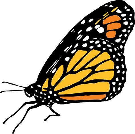Butterfly Monarch Free Vector Graphic On Pixabay