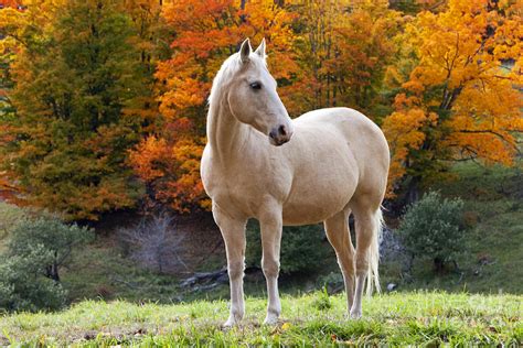 Horses In The Fall
